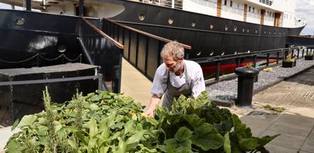 Chef harvesting herbs and vegetables from the dockside garden used in the ship’s galley.
